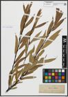 Foto von Salix acutifolia Willd.